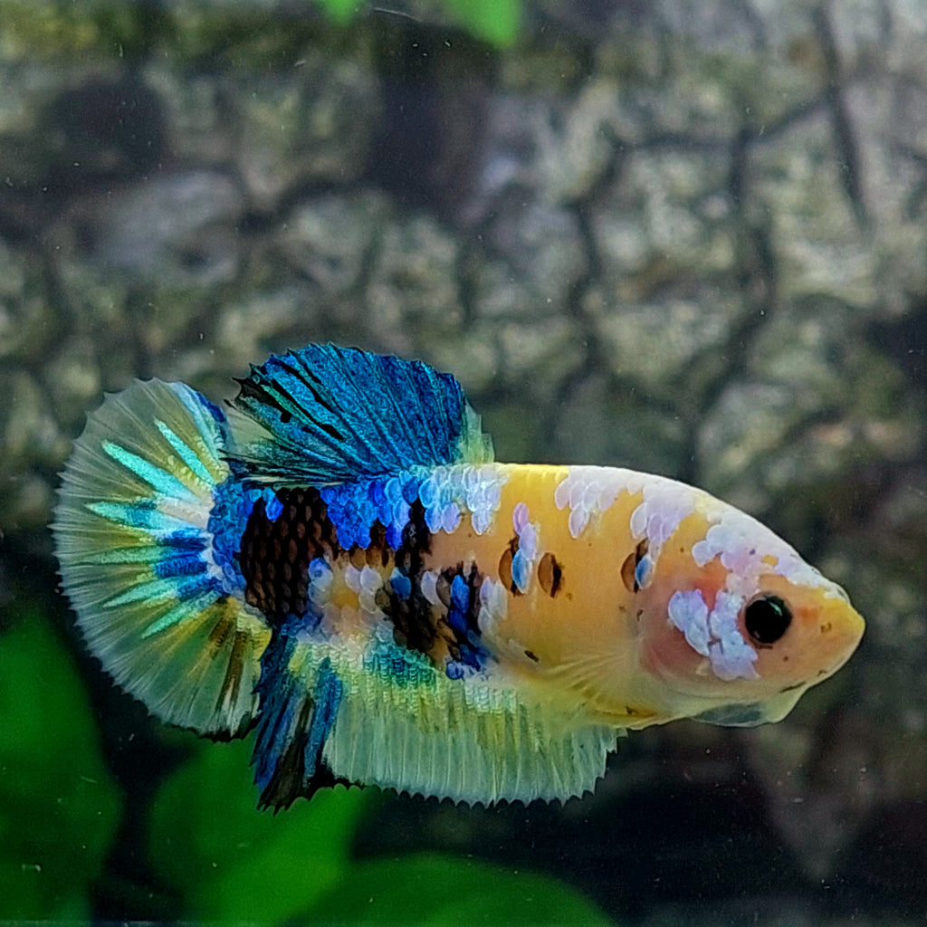 Amarillo cobre púrpura Koi Galaxy HMPK hembra para hermandad de mujeres tanque/raza