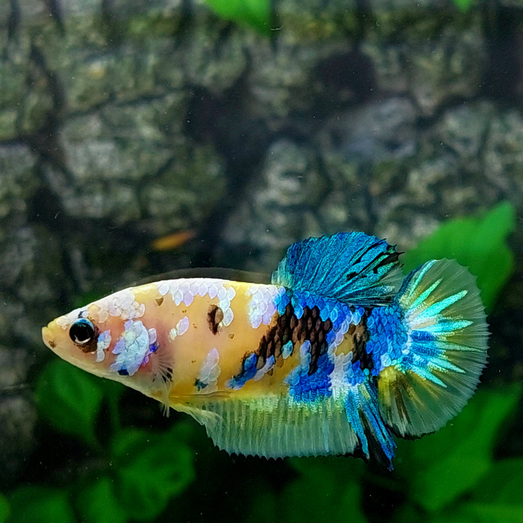 Amarillo cobre púrpura Koi Galaxy HMPK hembra para hermandad de mujeres tanque/raza