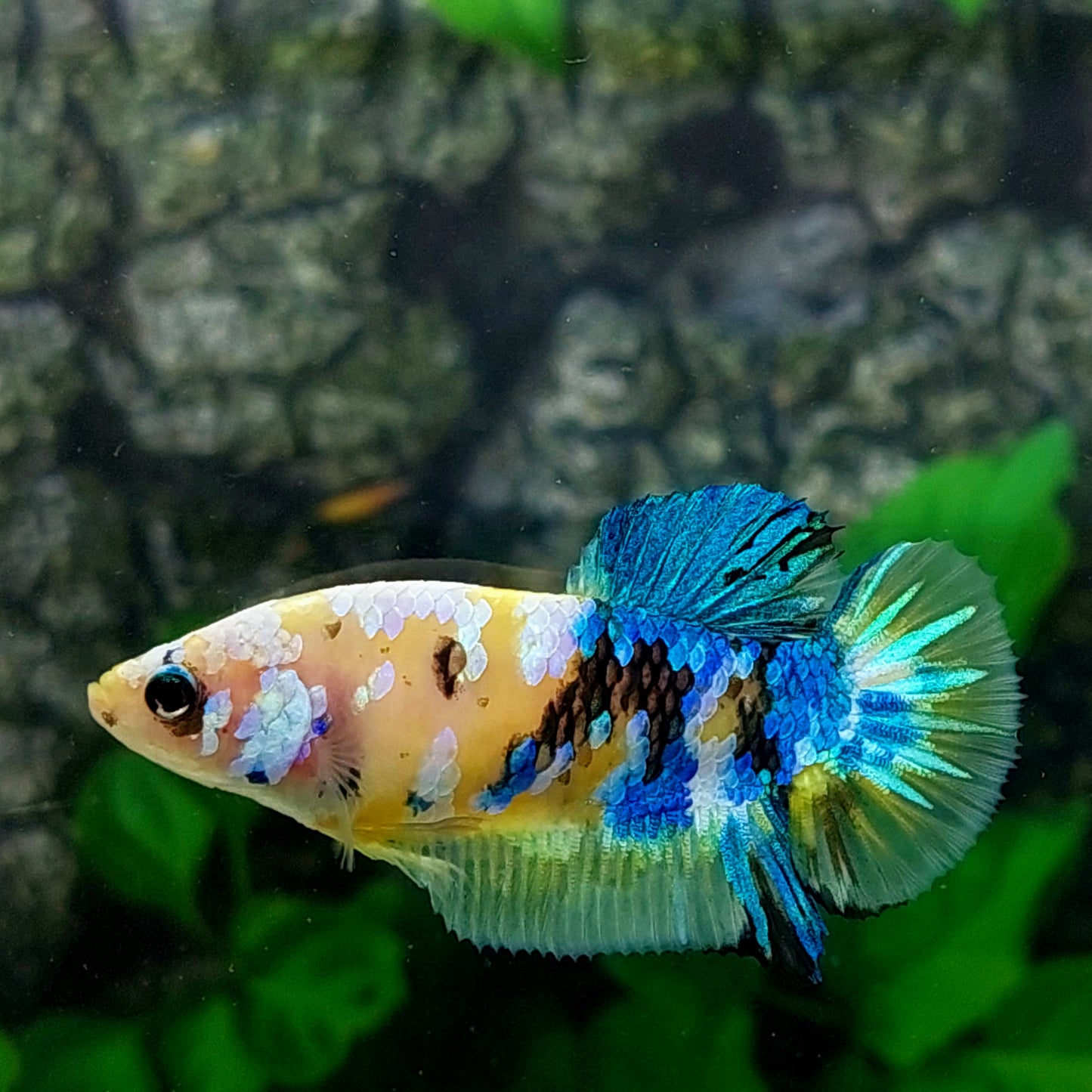 Yellow Blue Galaxy HMPK Female For Sorority Tank/Breed