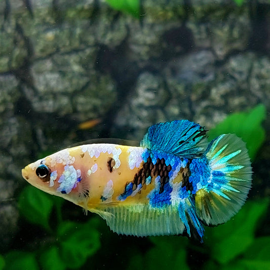 Yellow Blue Galaxy HMPK Female For Sorority Tank/Breed