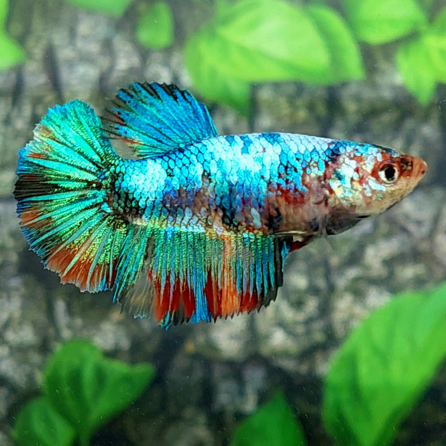 Multicolor Halfmoon Female For Sorority Tank/Breed