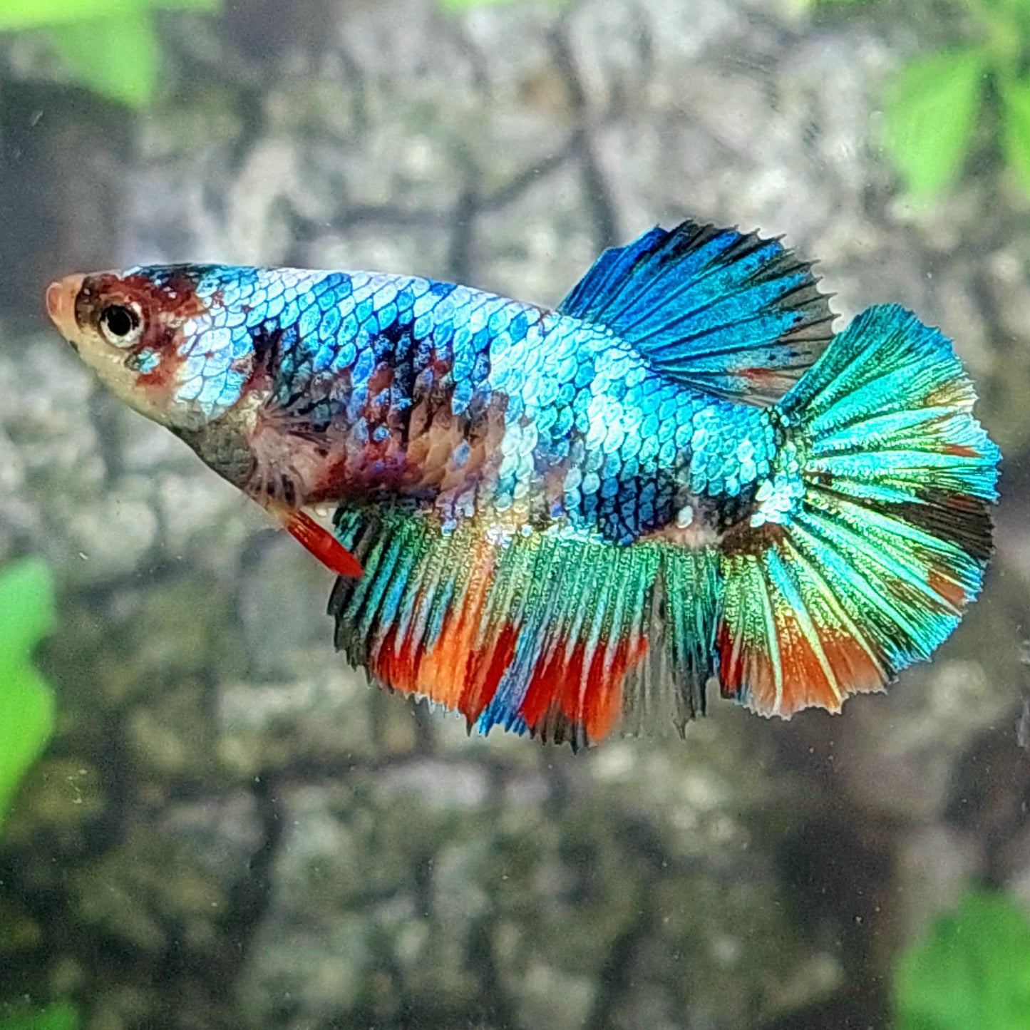 Multicolor Halfmoon Female For Sorority Tank/Breed