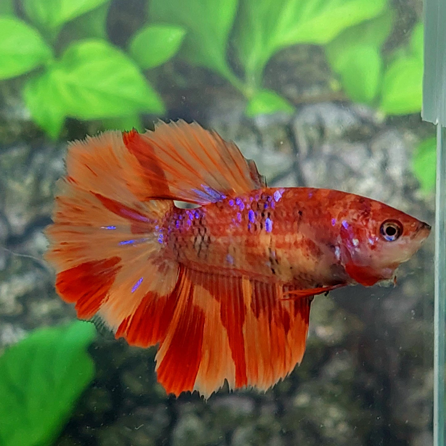 Nemo Candy Purple Galaxy Halfmoon Female For Sorority Tank/Breed