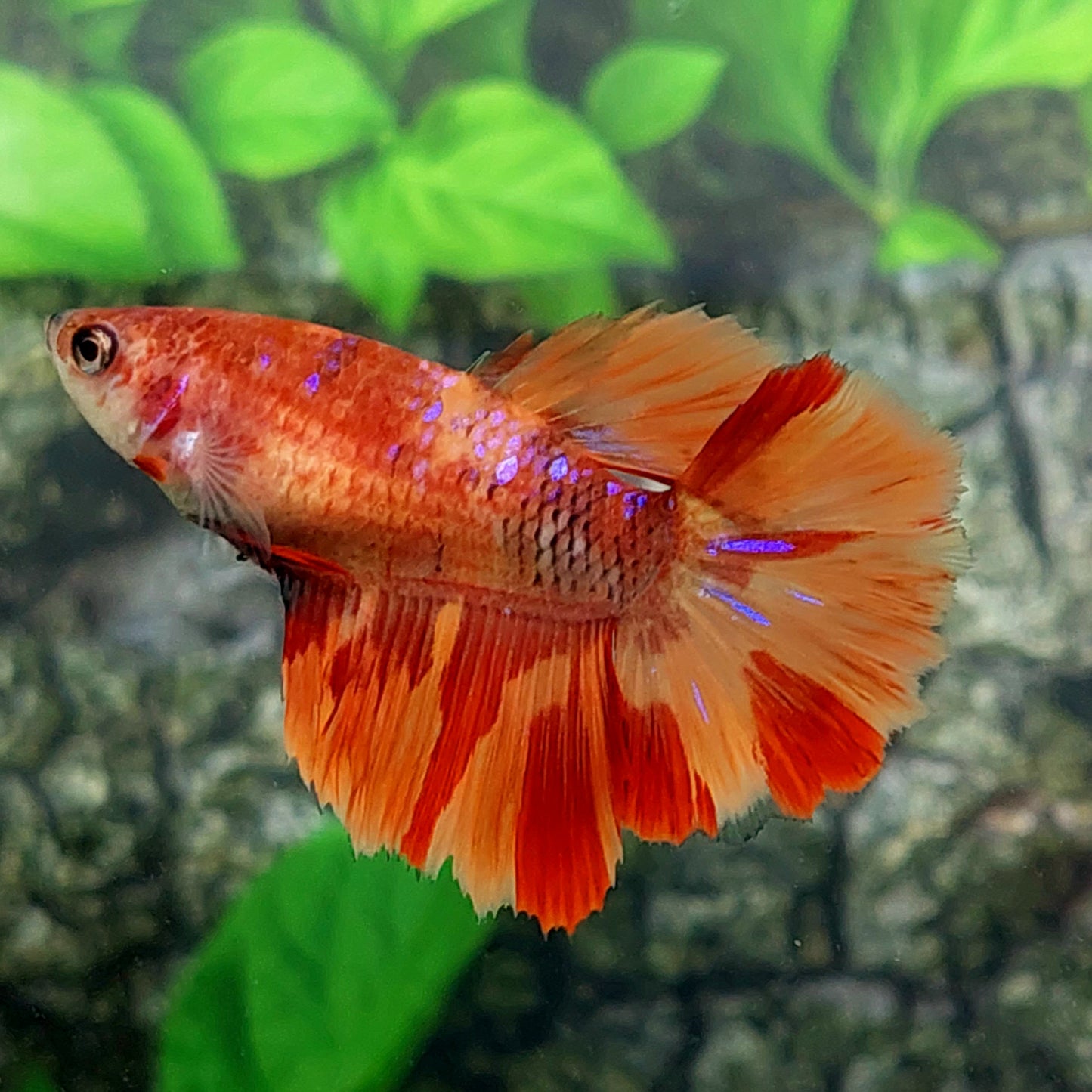 Nemo Candy Purple Galaxy Halfmoon Female For Sorority Tank/Breed