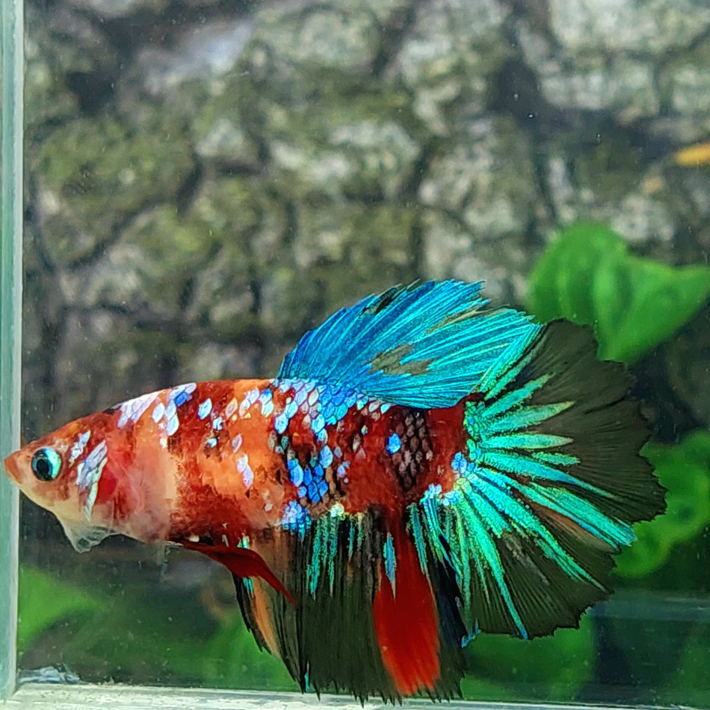 Multicolor Galaxy Halfmoon Female For Sorority Tank/Breed