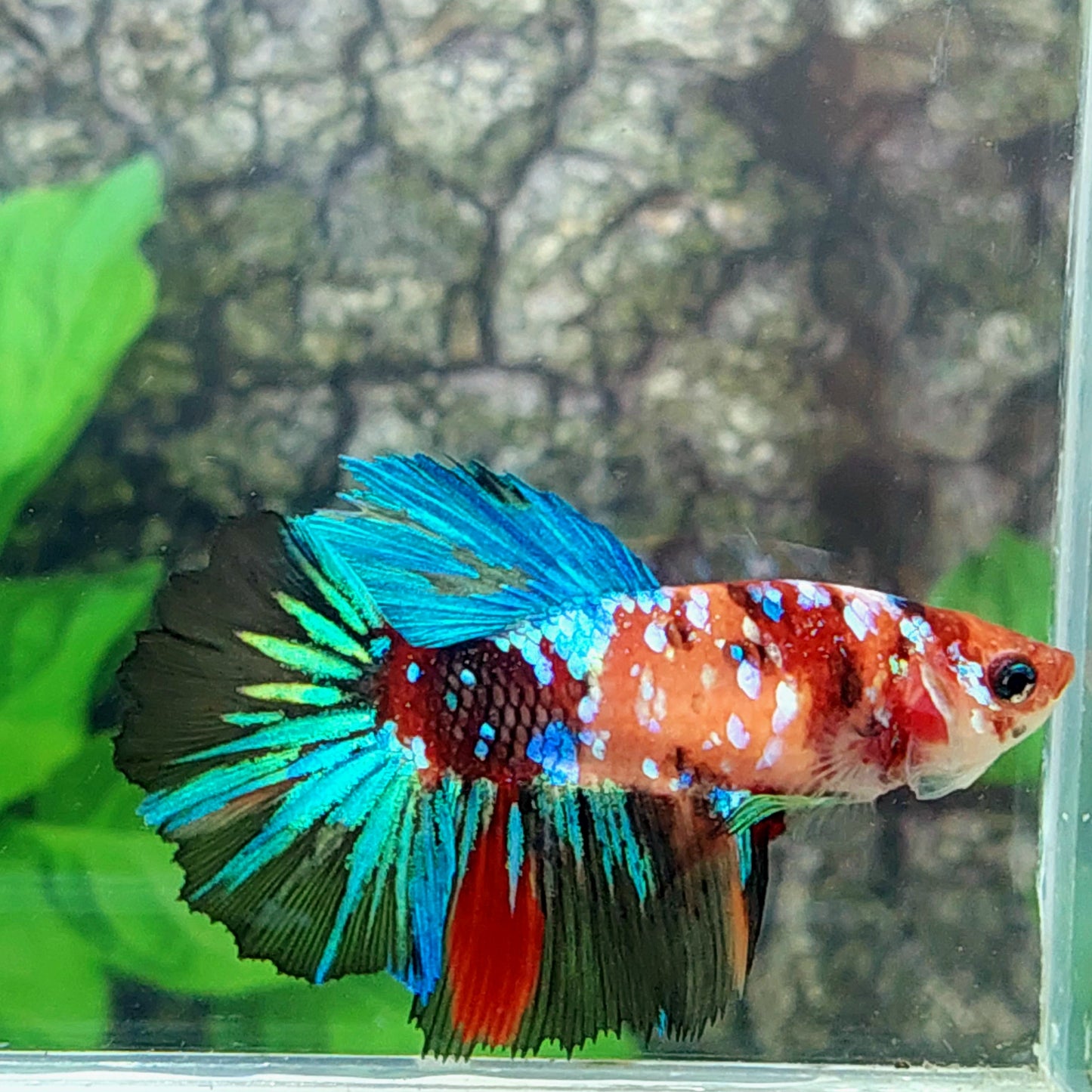 Multicolor Galaxy Halfmoon Female For Sorority Tank/Breed