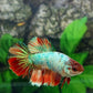Multicolor Halfmoon Female For Sorority Tank/Breed