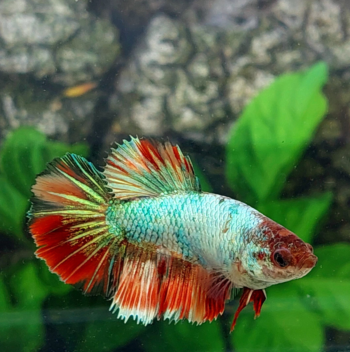 Multicolor Halfmoon Female For Sorority Tank/Breed