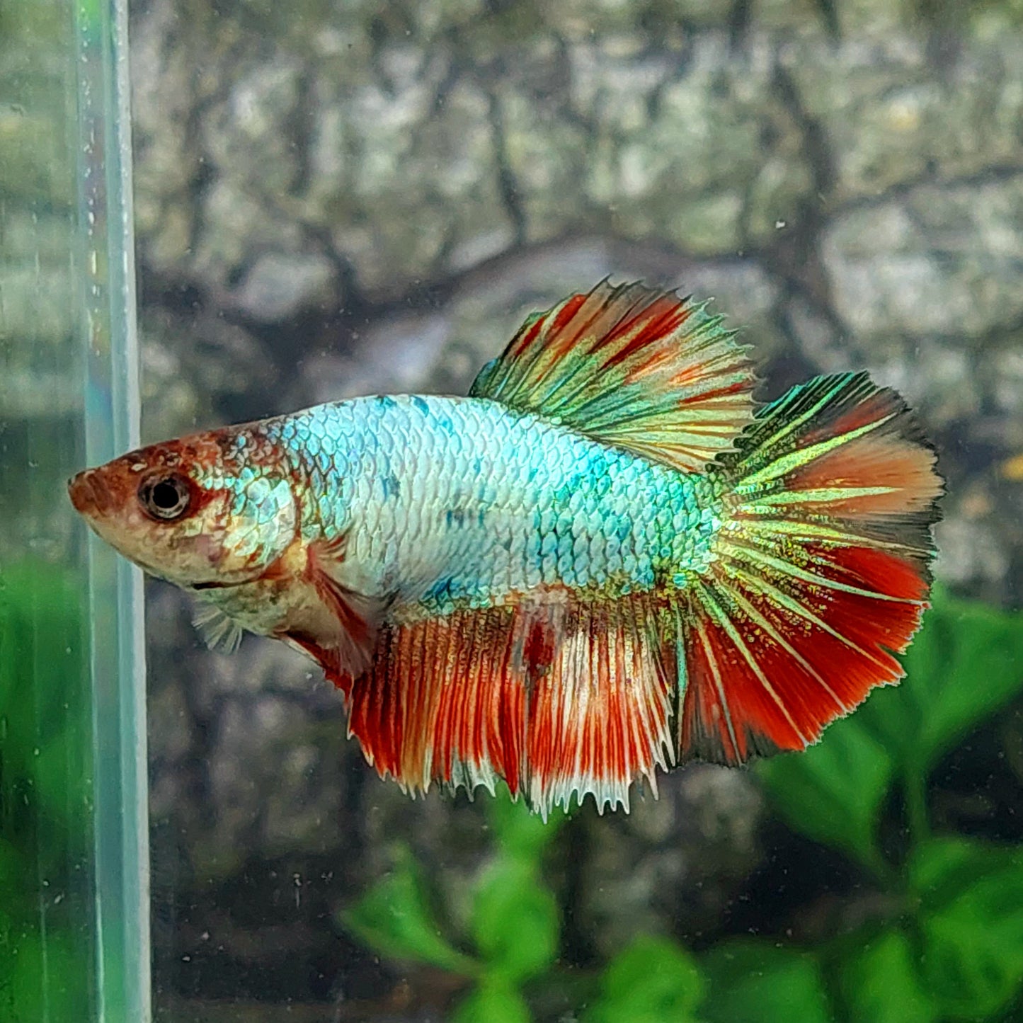 Multicolor Halfmoon Female For Sorority Tank/Breed