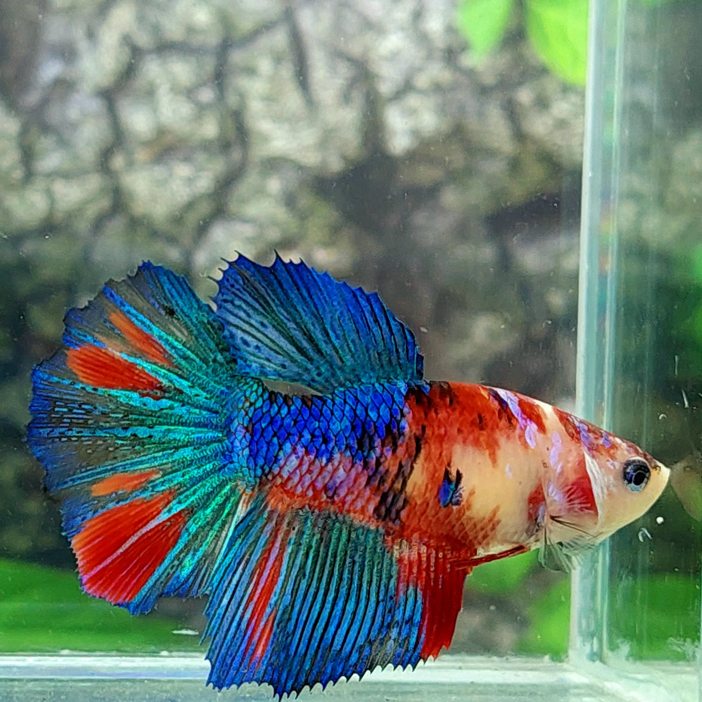 Multicolor Koi Galaxy Halfmoon Female For Sorority Tank/Breed