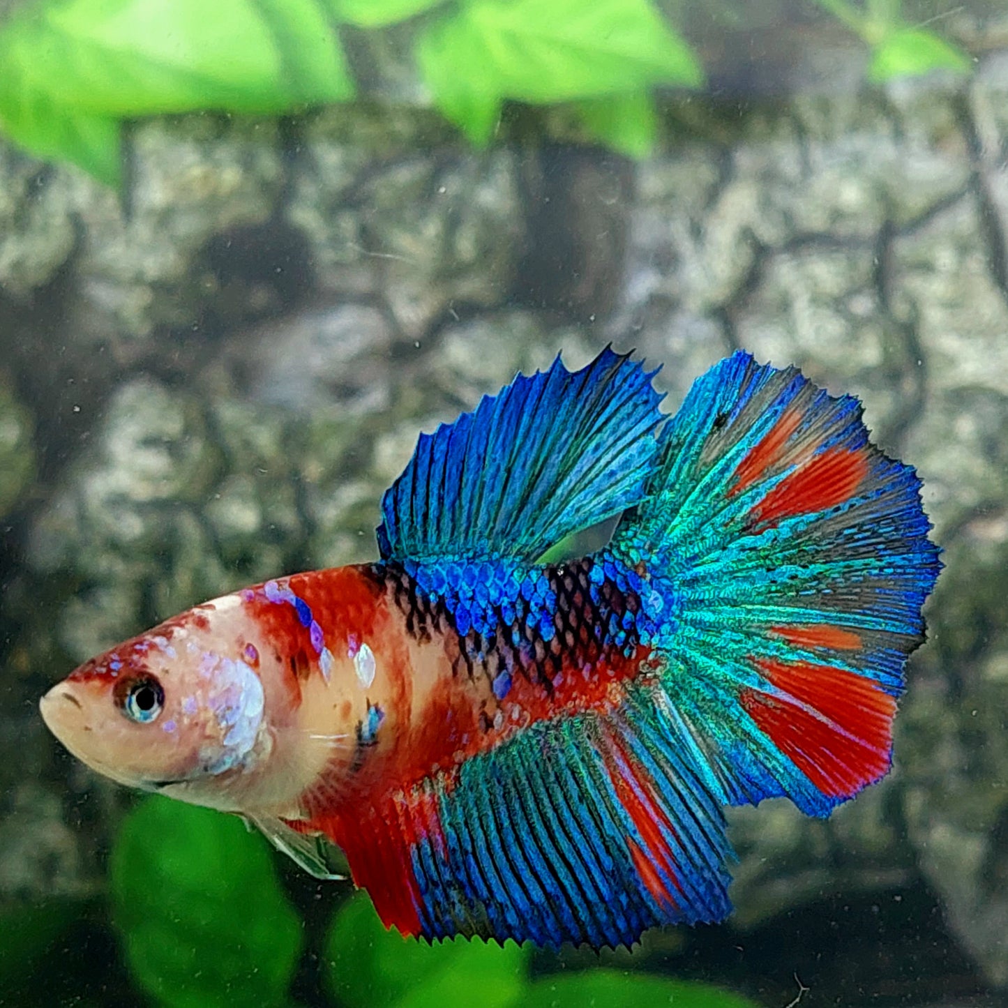 Multicolor Koi Galaxy Halfmoon Female For Sorority Tank/Breed