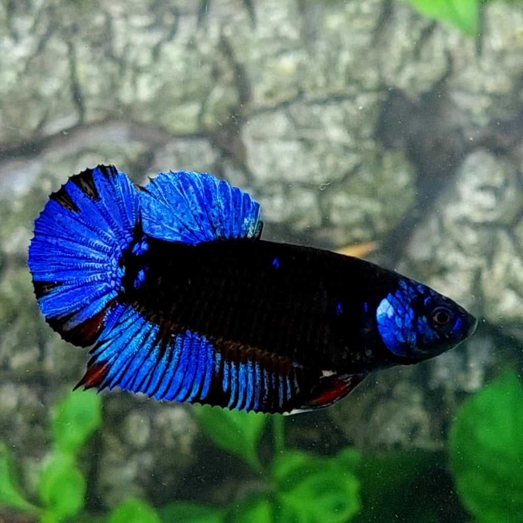 Black Blue Light Star Galaxy HMPK Female For Sorority Tank/Breed