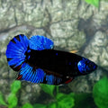 Black Blue Light Star Galaxy HMPK Female For Sorority Tank/Breed
