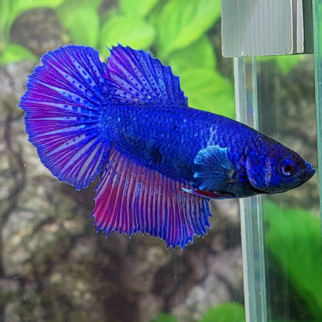 Purple Blue Halfmoon Female For Sorority Tank/Breed