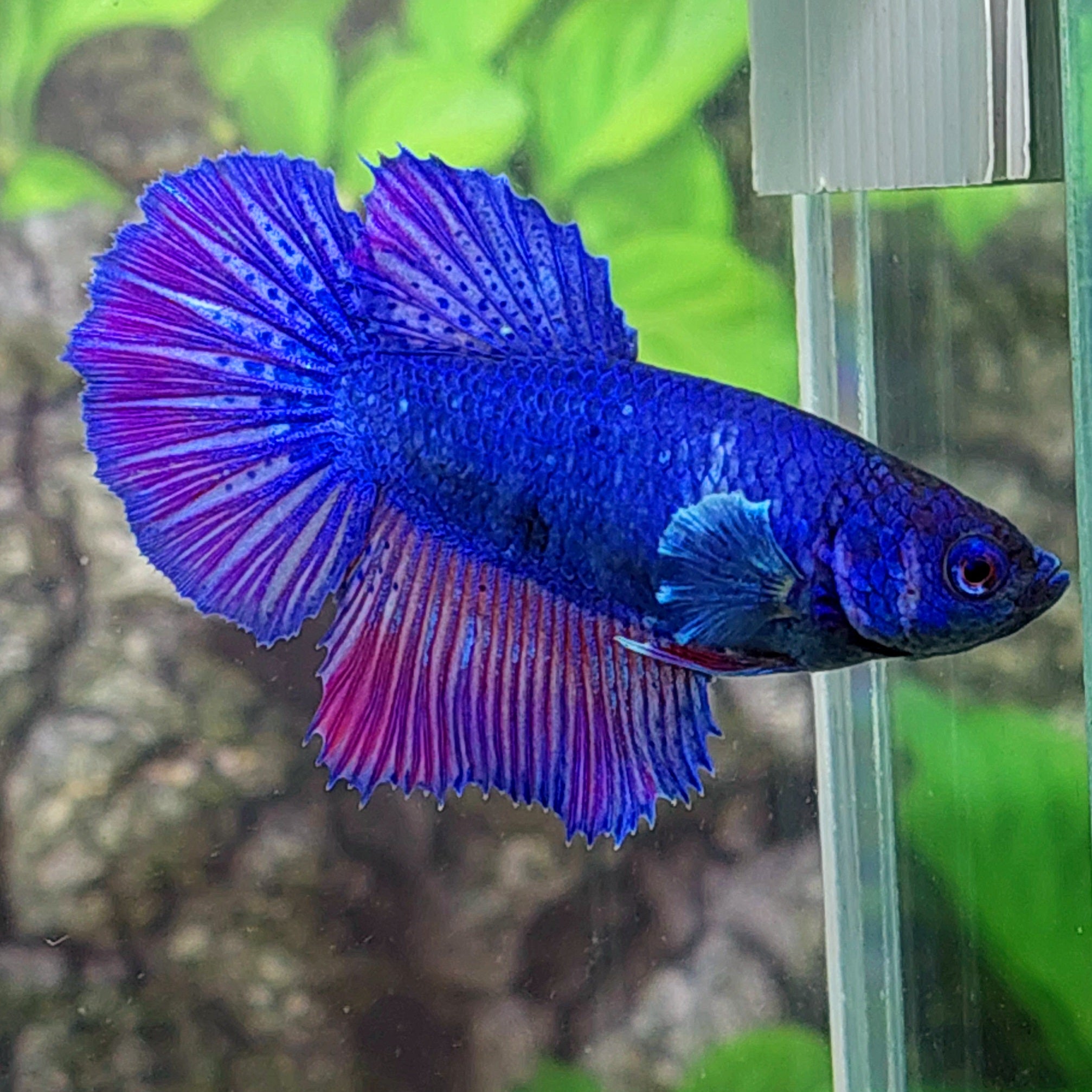 Purple Blue Halfmoon Female For Sorority Tank/Breed