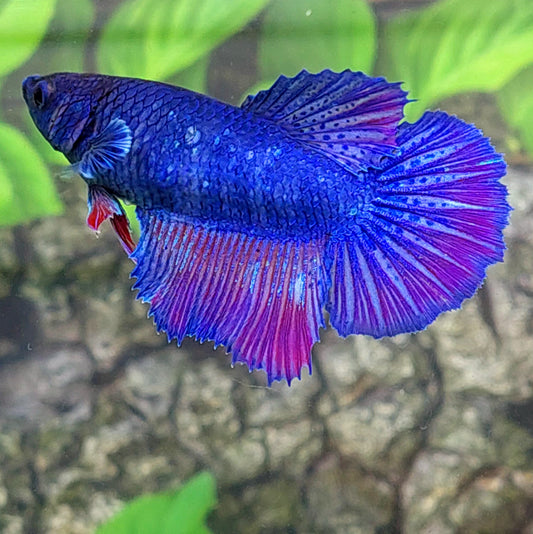 Purple Blue Halfmoon Female For Sorority Tank/Breed