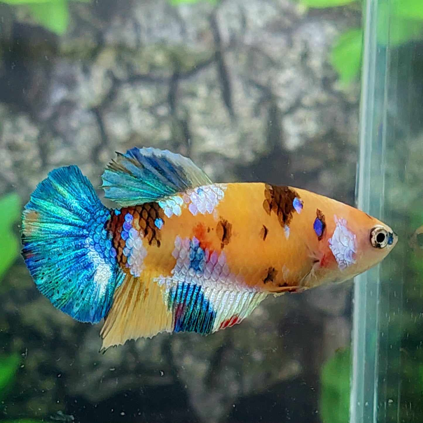 Yellowbase Multicolor Galaxy HMPK Female For Sorority Tank/Breed