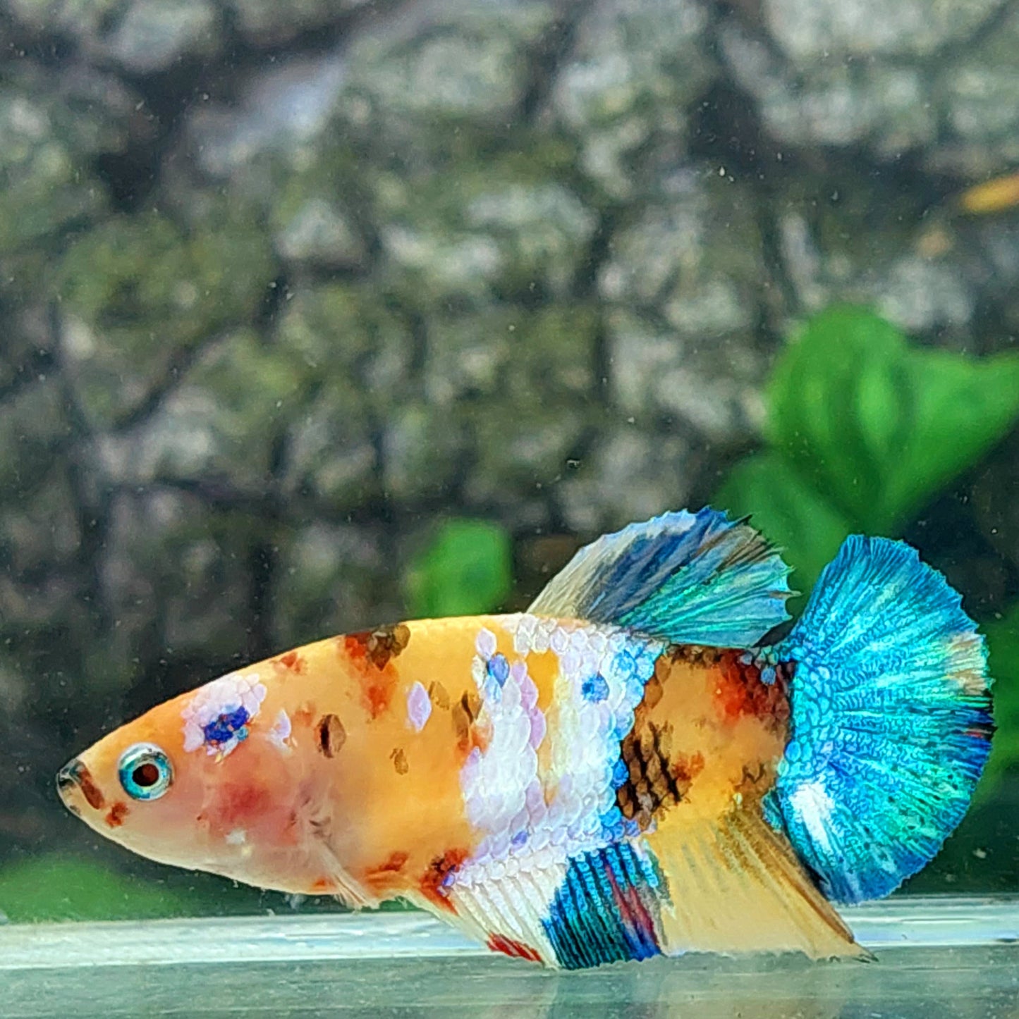 Yellowbase Multicolor Galaxy HMPK Female For Sorority Tank/Breed