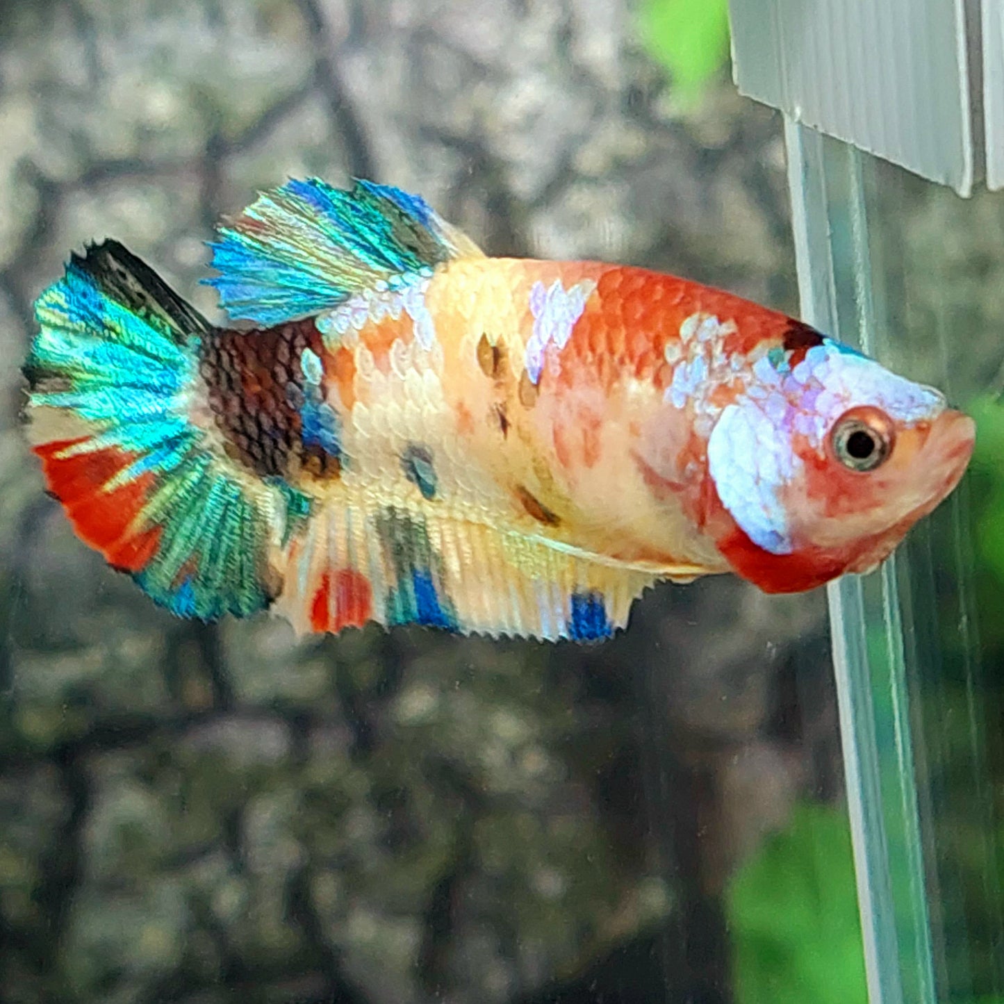 Multicolor Gold Galaxy HMPK Female For Sorority Tank/Breed