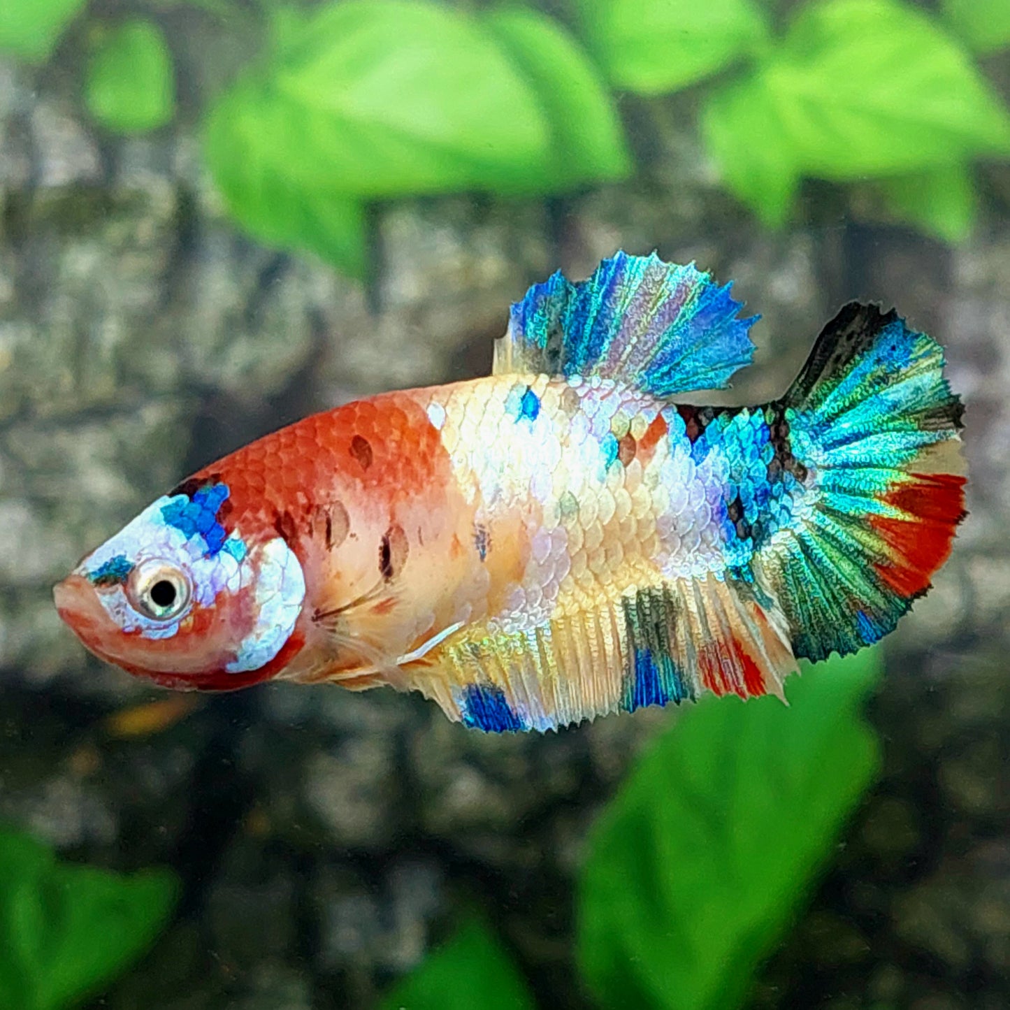 Multicolor Gold Galaxy HMPK Female For Sorority Tank/Breed