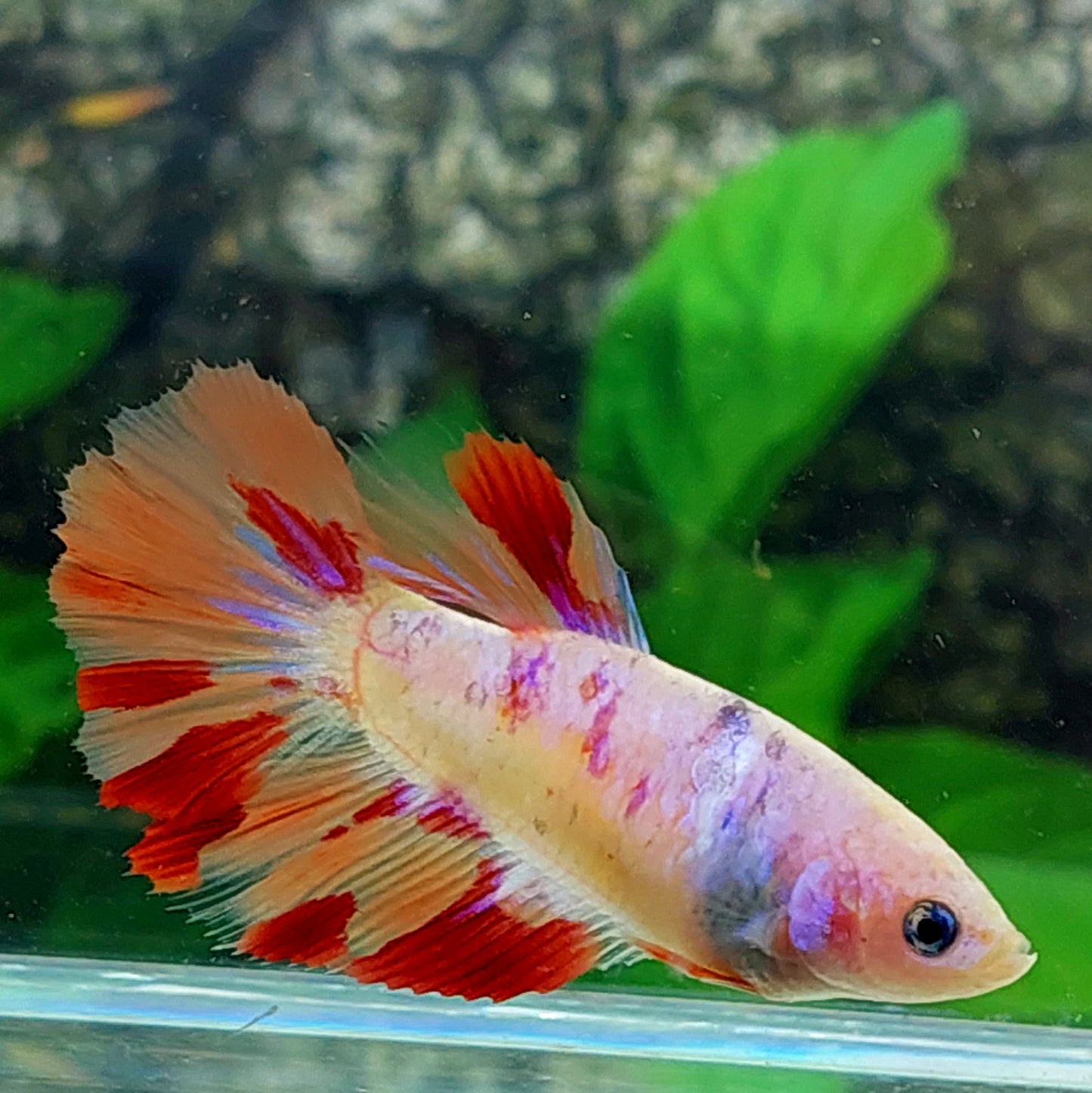 Multicolor Pink Candy Halfmoon Female For Sorority Tank/Breed