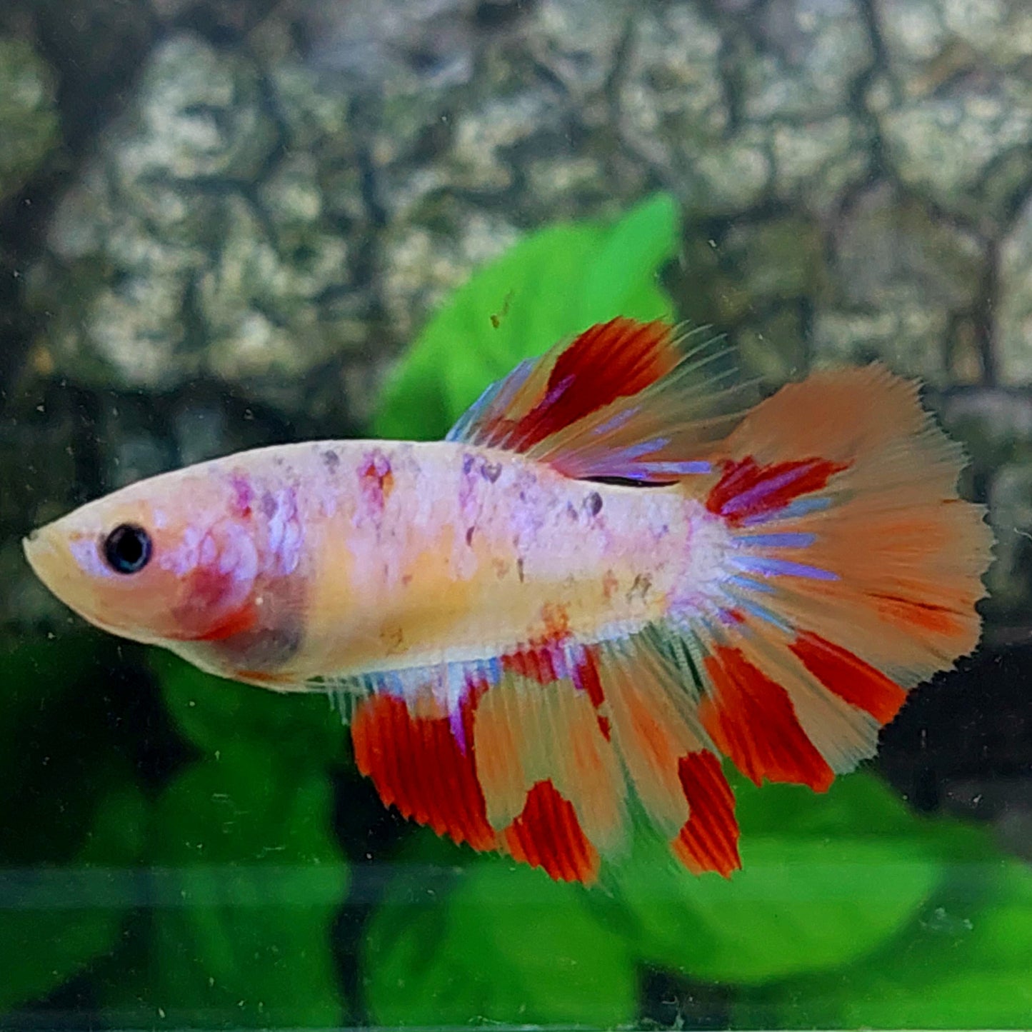 Multicolor Pink Candy Halfmoon Female For Sorority Tank/Breed