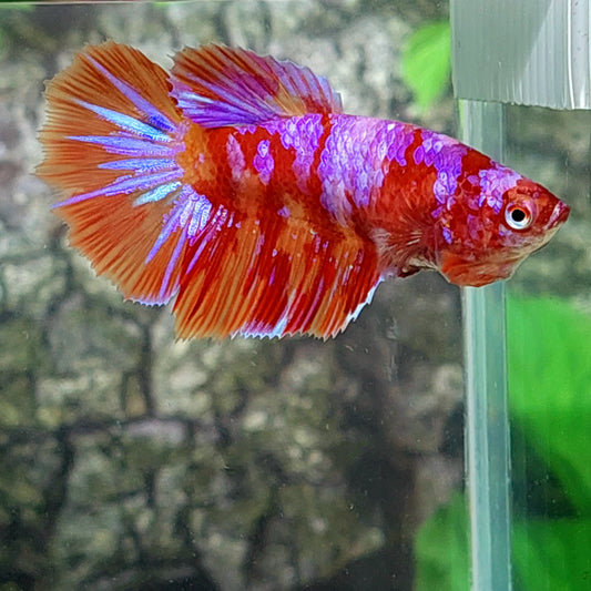 Multicolor Candy Purple Galaxy Halfmoon Female For Sorority Tank/Breed