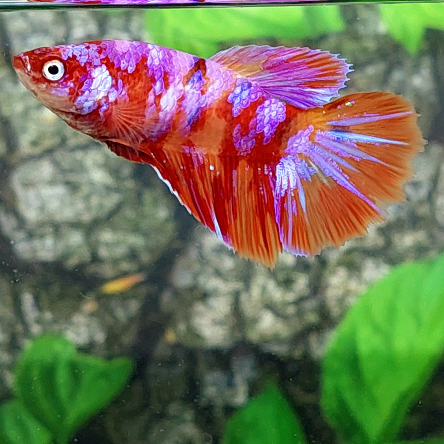 Multicolor Candy Purple Galaxy Halfmoon Female For Sorority Tank/Breed