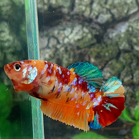 Multicolor Orange Galaxy HMPK Female For Sorority Tank/Breed