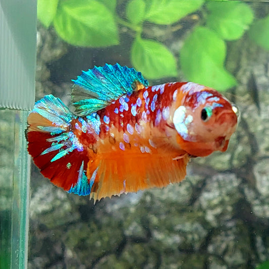 Multicolor Orange Galaxy HMPK Female For Sorority Tank/Breed