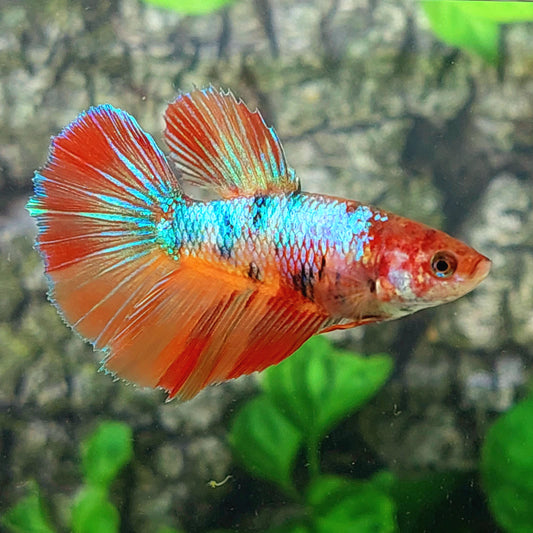 Multicolor Candy Halfmoon Female For Sorority Tank/Breed