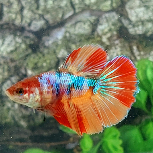 Multicolor Candy Halfmoon Female For Sorority Tank/Breed