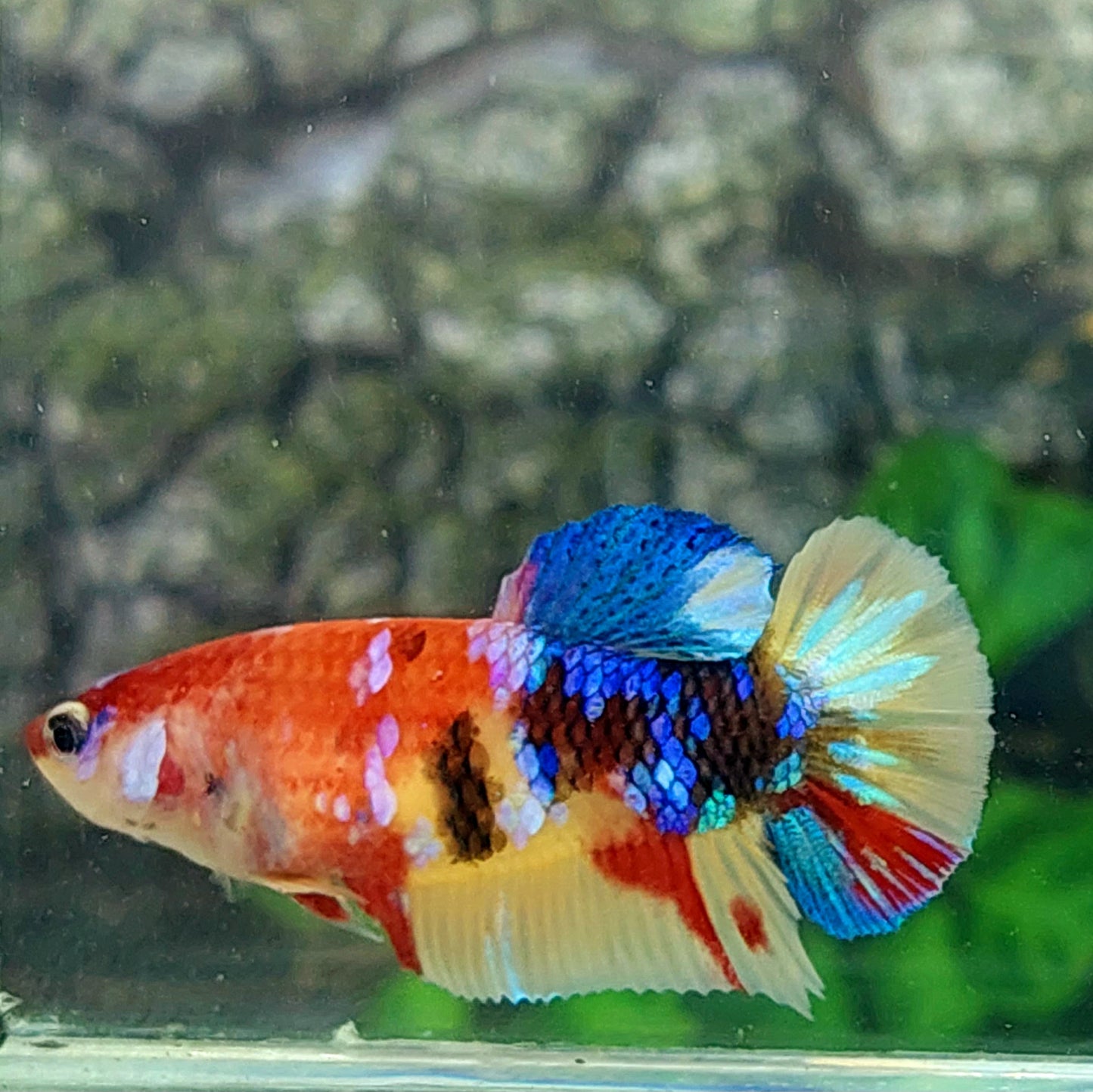 Multicolor Galaxy HMPK Female For Sorority Tank/Breed