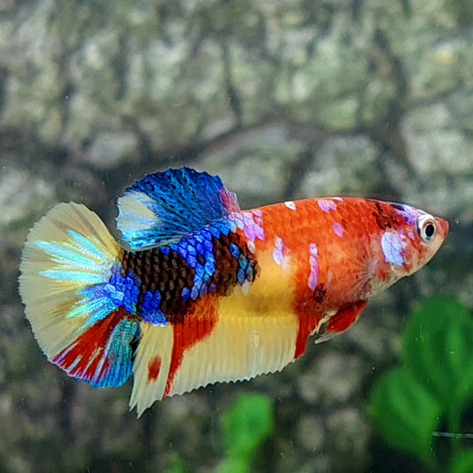 Multicolor Galaxy HMPK Female For Sorority Tank/Breed