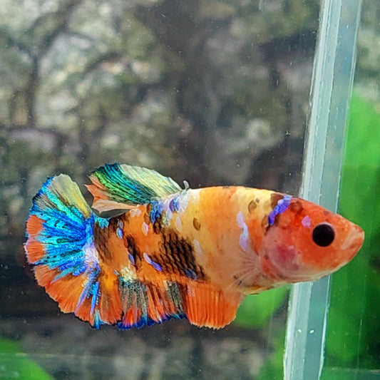 Multicolor Orange Galaxy HMPK Female For Sorority Tank/Breed