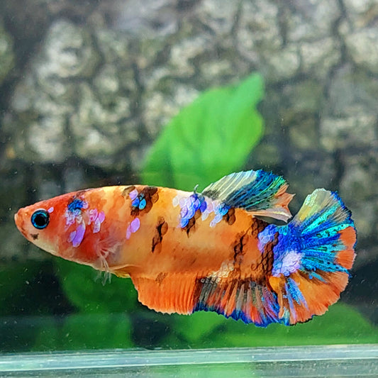 Multicolor Orange Galaxy HMPK Female For Sorority Tank/Breed