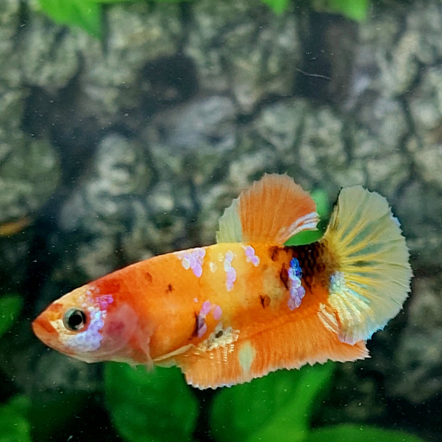 Orange Yellow Galaxy HMPK Female For Sorority Tank/Breed