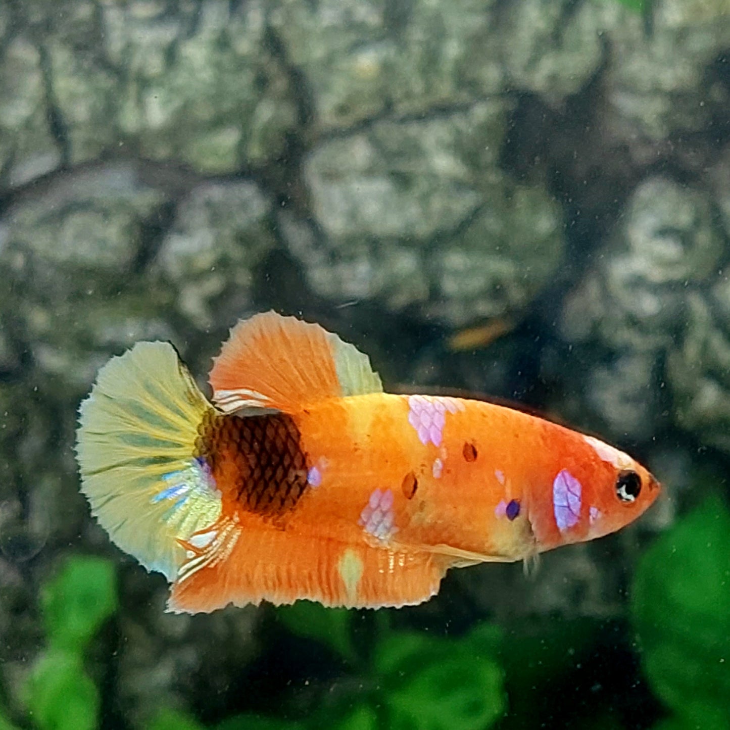 Orange Yellow Galaxy HMPK Female For Sorority Tank/Breed