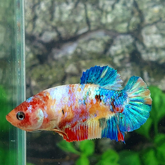 Multicolor Galaxy HMPK Female For Sorority Tank/Breed