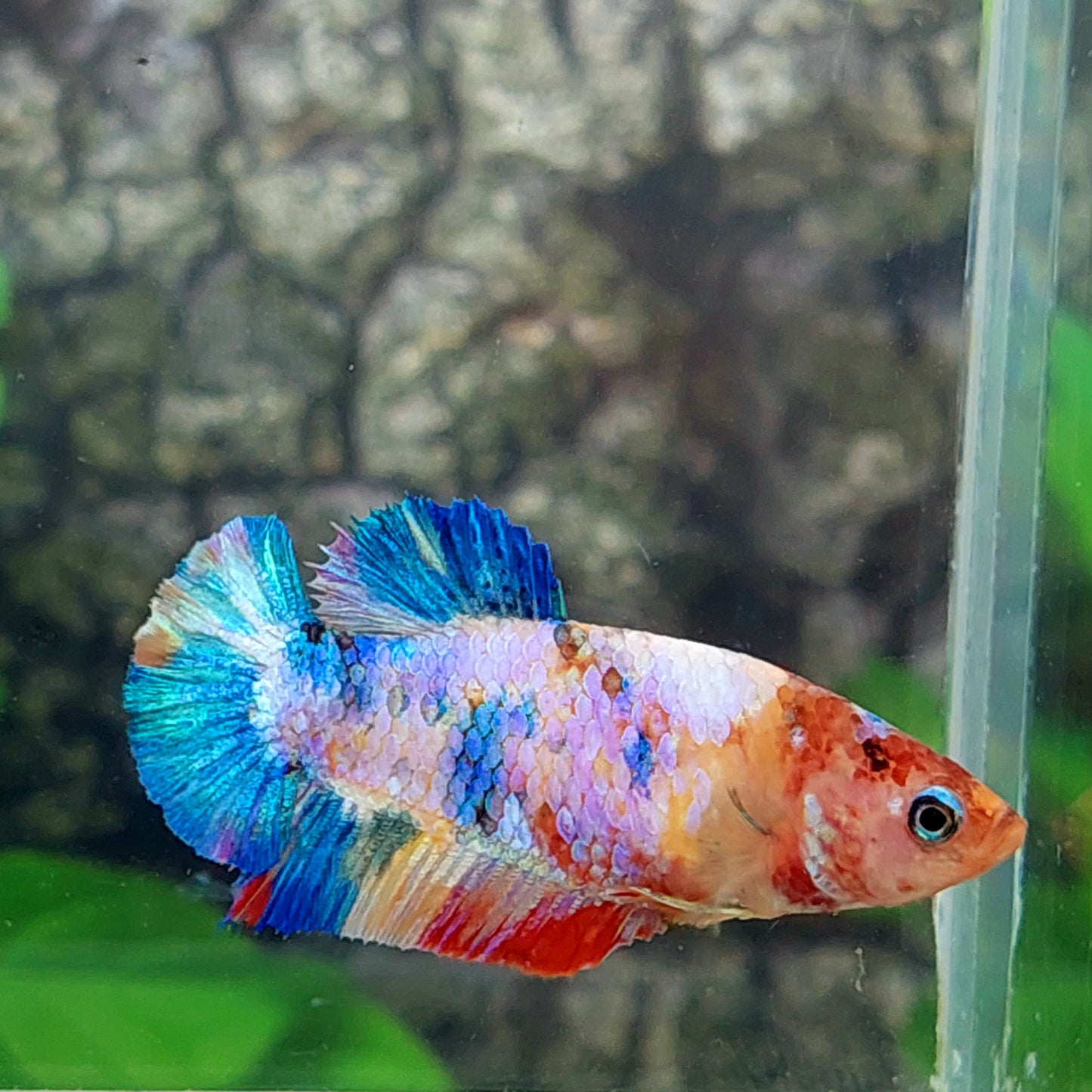 Multicolor Galaxy HMPK Female For Sorority Tank/Breed