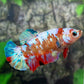 Multicolor Galaxy HMPK Female For Sorority Tank/Breed