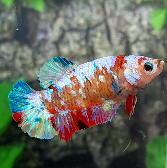 Multicolor Galaxy HMPK Female For Sorority Tank/Breed