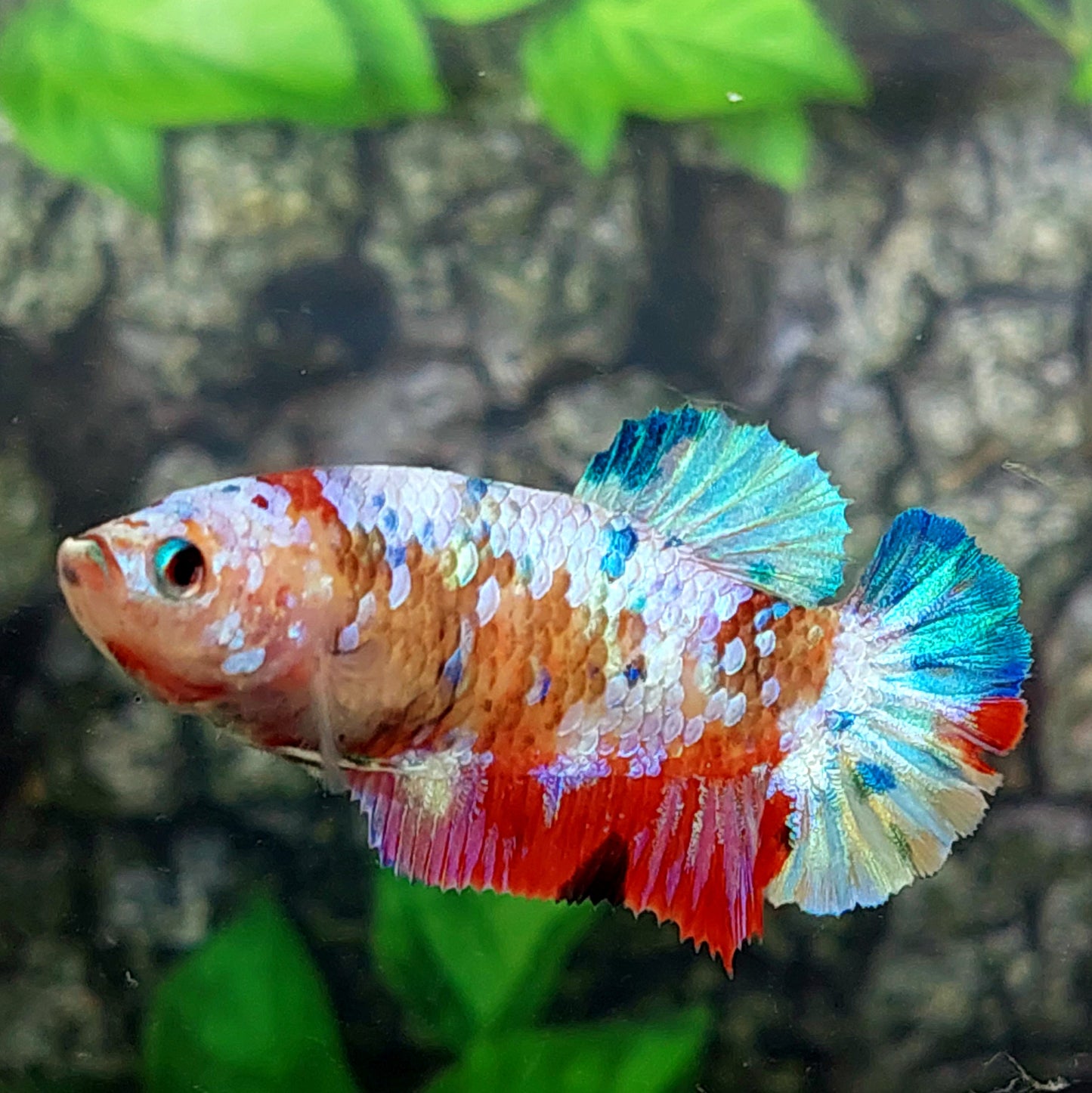 Multicolor Galaxy HMPK Female For Sorority Tank/Breed