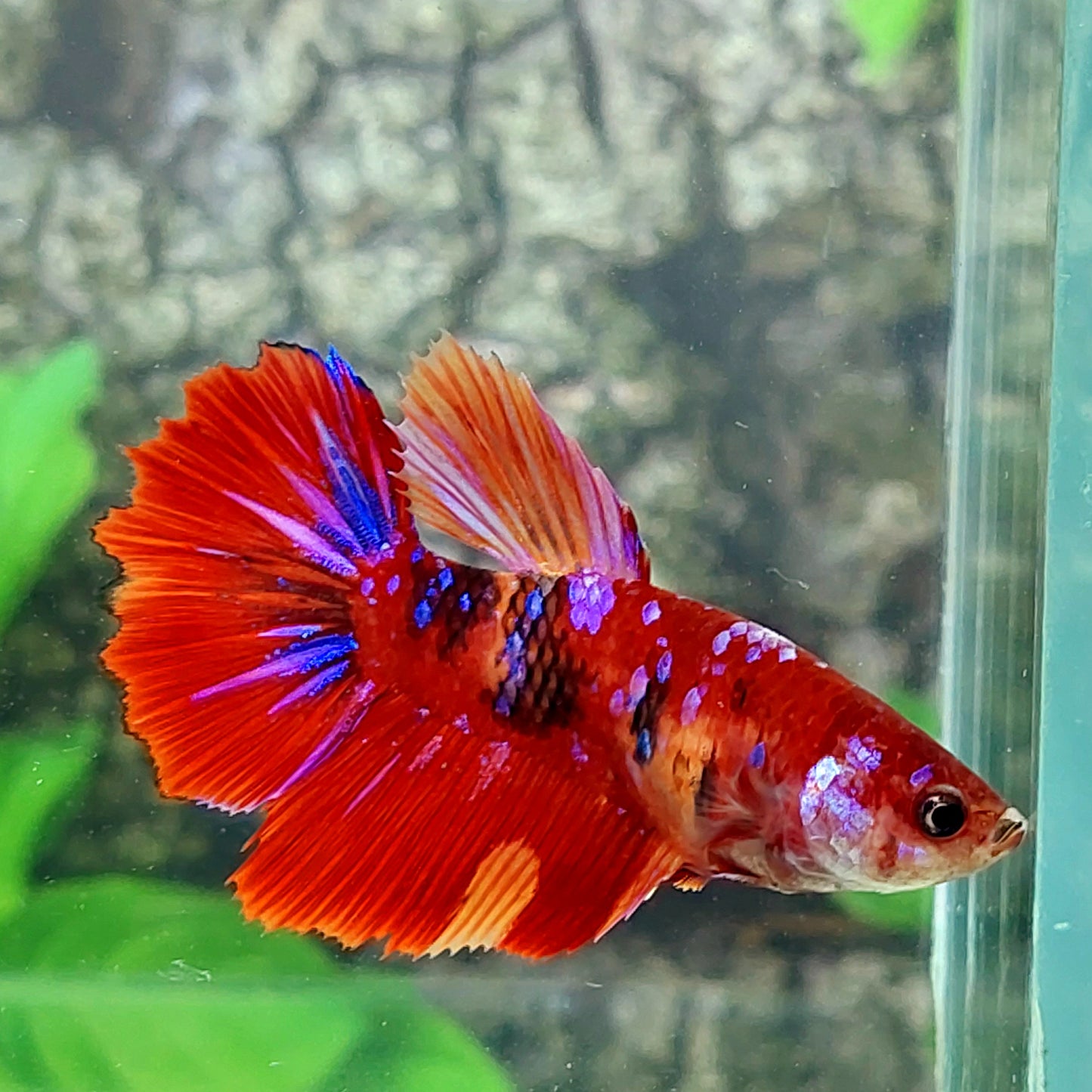 Multicolor Koi Galaxy Halfmoon Female For Sorority Tank/Breed