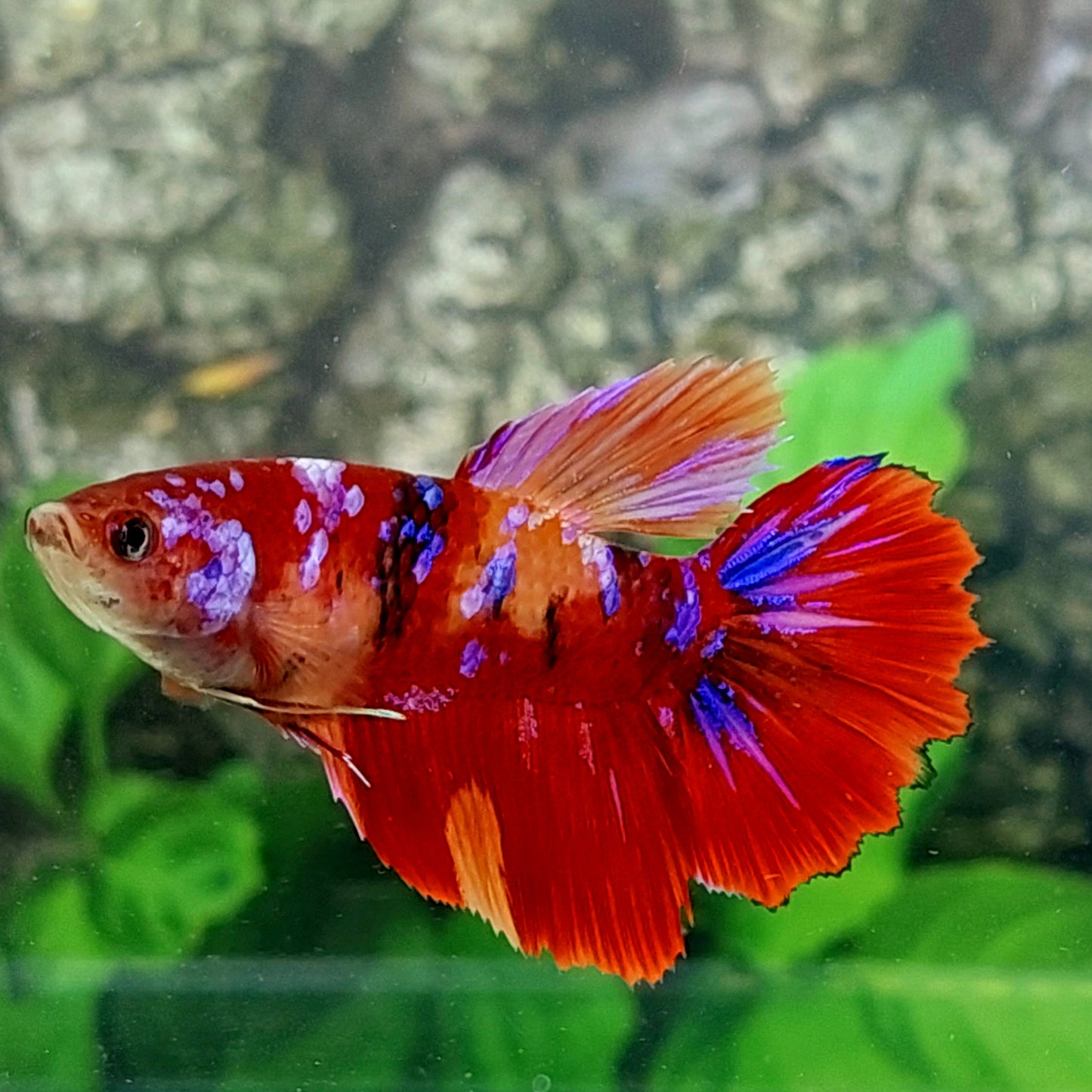 Multicolor Koi Galaxy Halfmoon Female For Sorority Tank/Breed