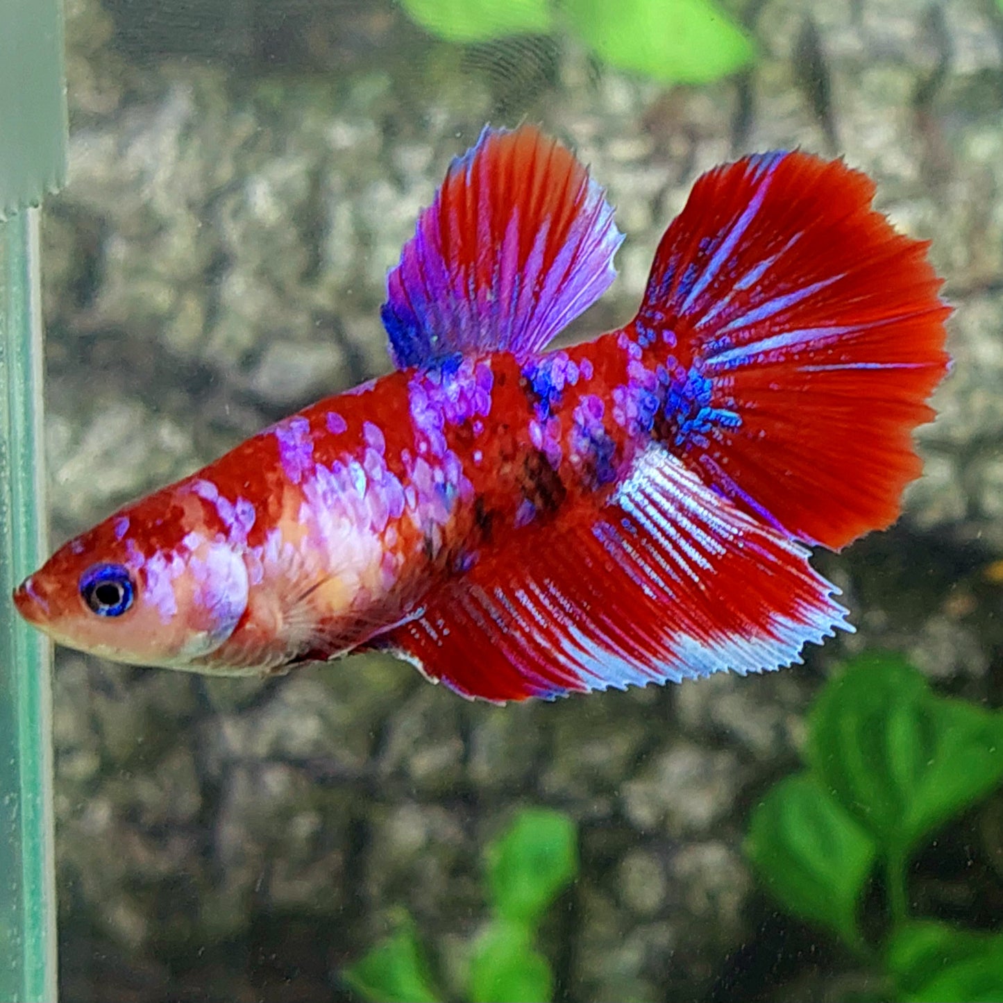 Red Koi Purple Galaxy Halfmoon Female For Sorority Tank/Breed