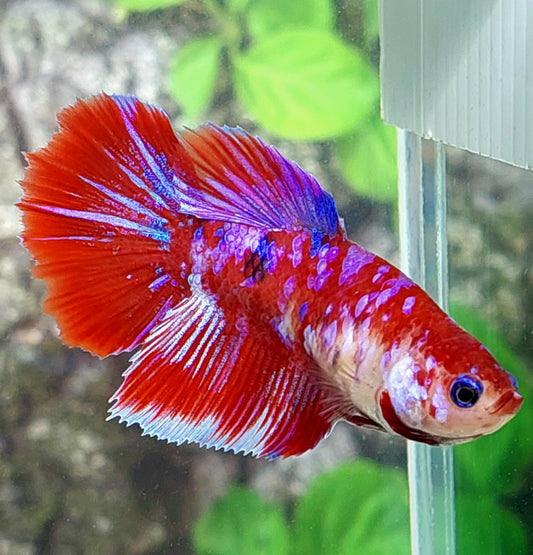 Red Koi Purple Galaxy Halfmoon Female For Sorority Tank/Breed