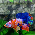 Multicolor Galaxy HMPK Male