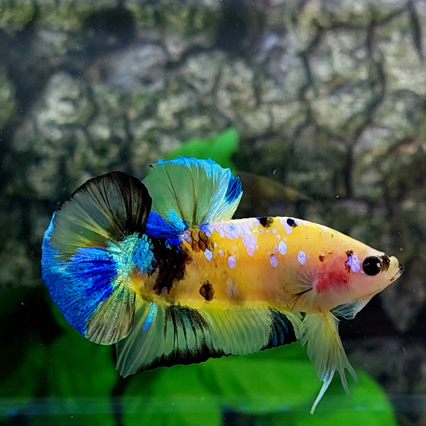 Yellow Koi Galaxy HMPK Male