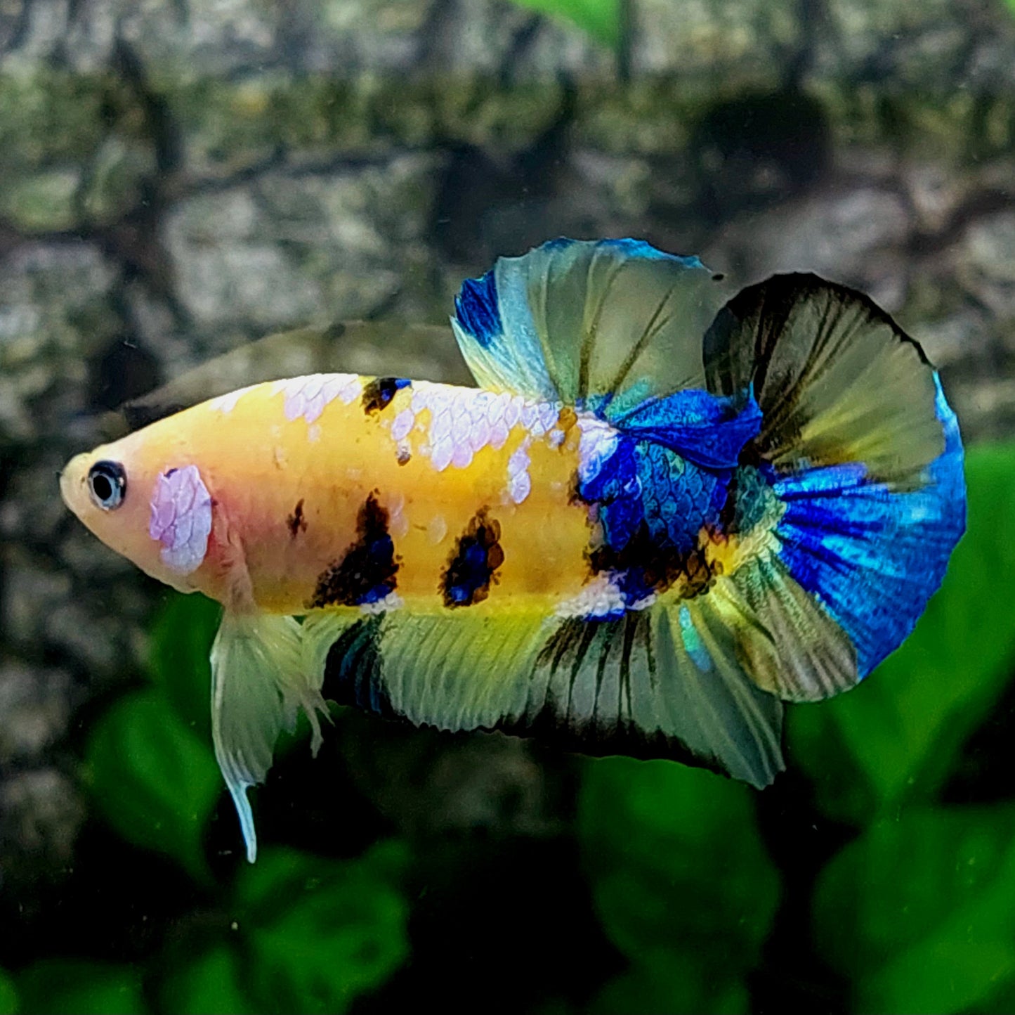 Yellow Koi Galaxy HMPK Male